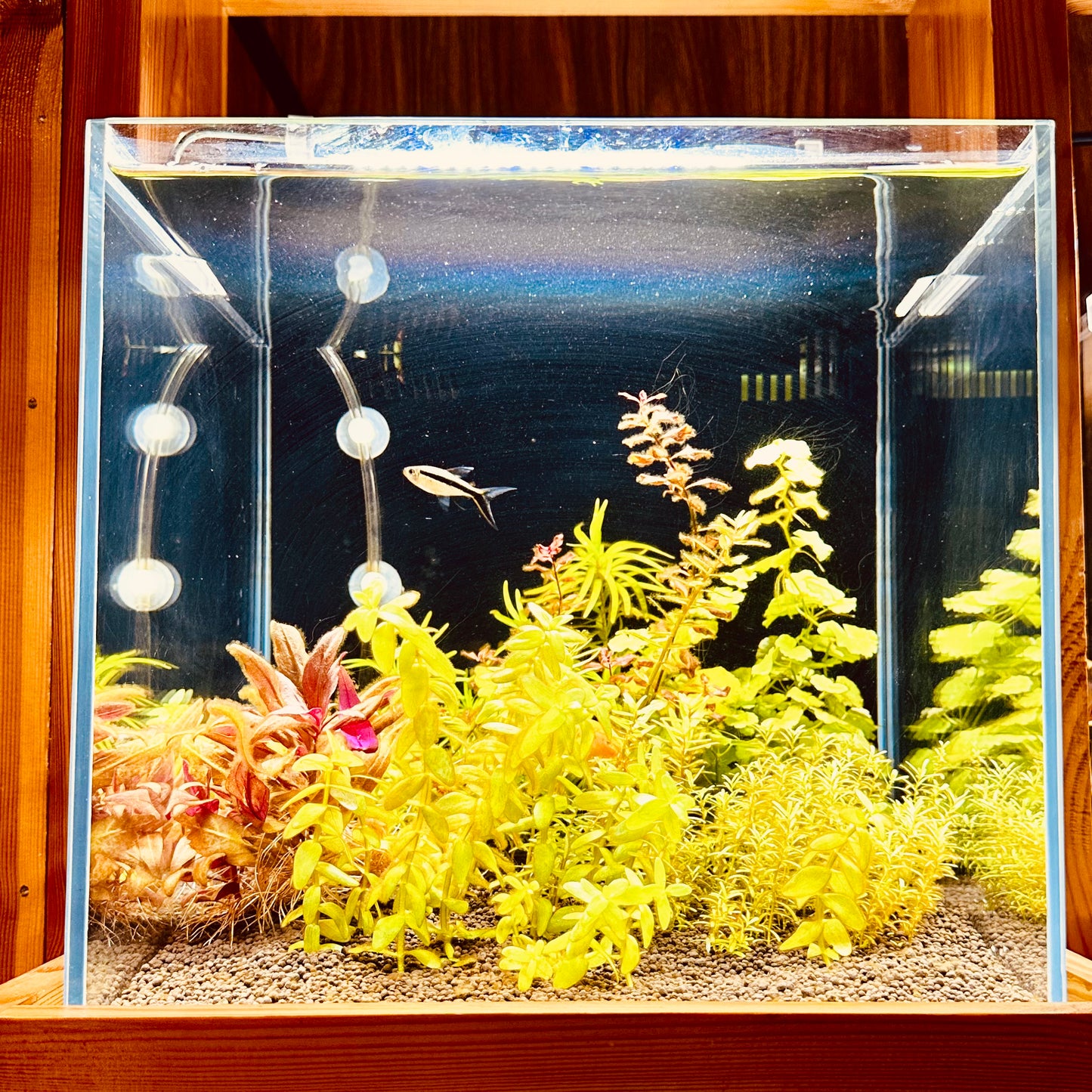 Aquascaping DIY Starter Kit