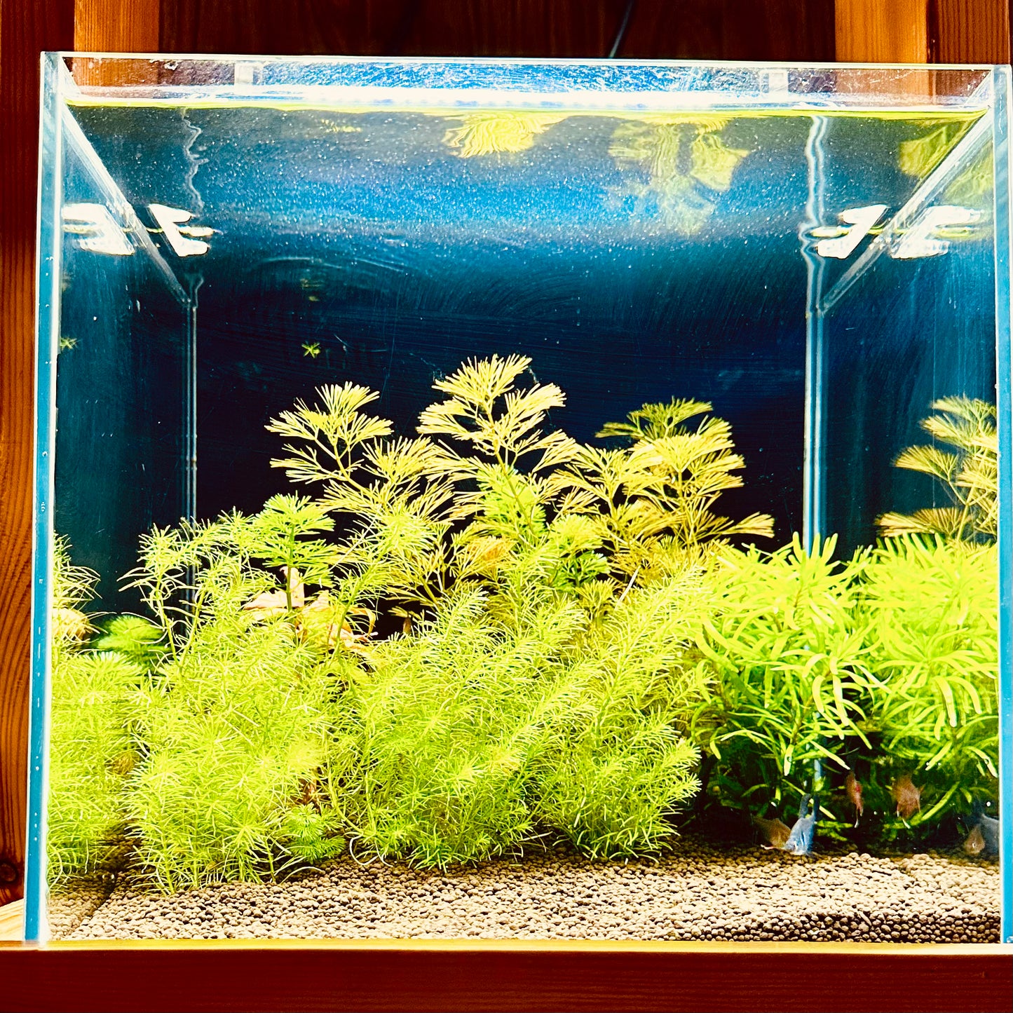 Aquascaping DIY Starter Kit