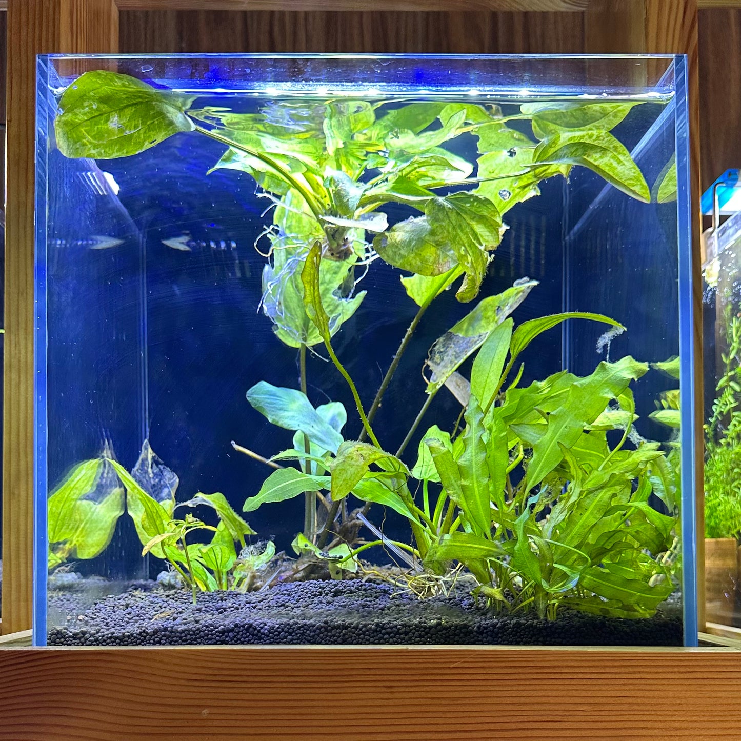 Aquascaping DIY Starter Kit