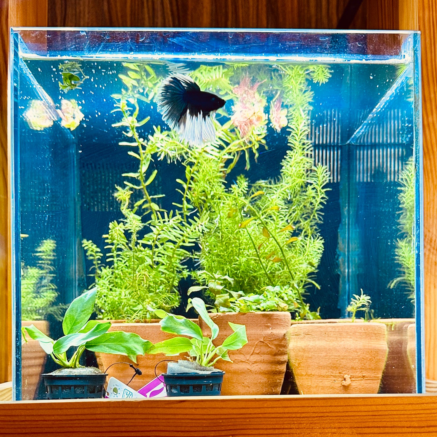 Aquascaping DIY Starter Kit