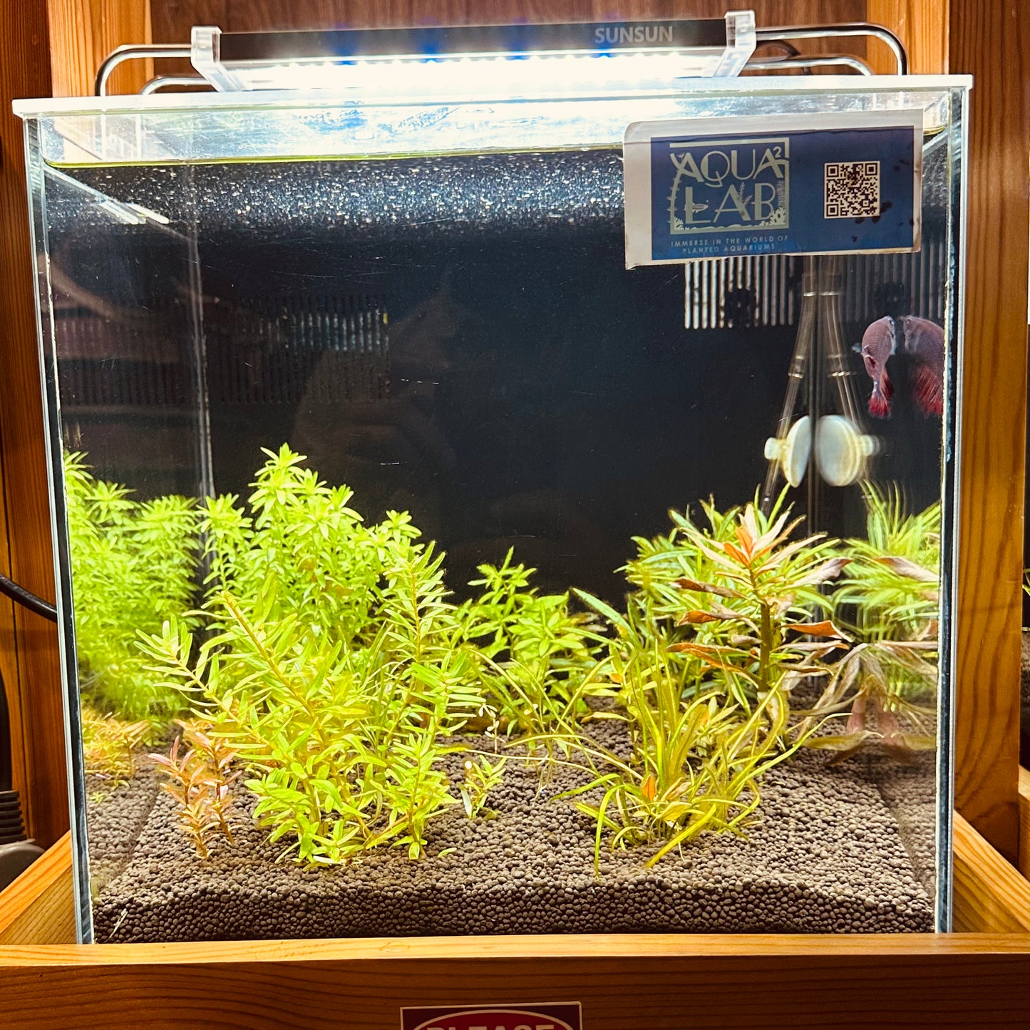 Aquascaping DIY Starter Kit