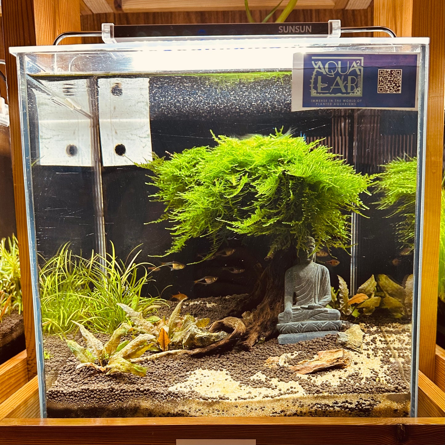 Aquascaping DIY Starter Kit