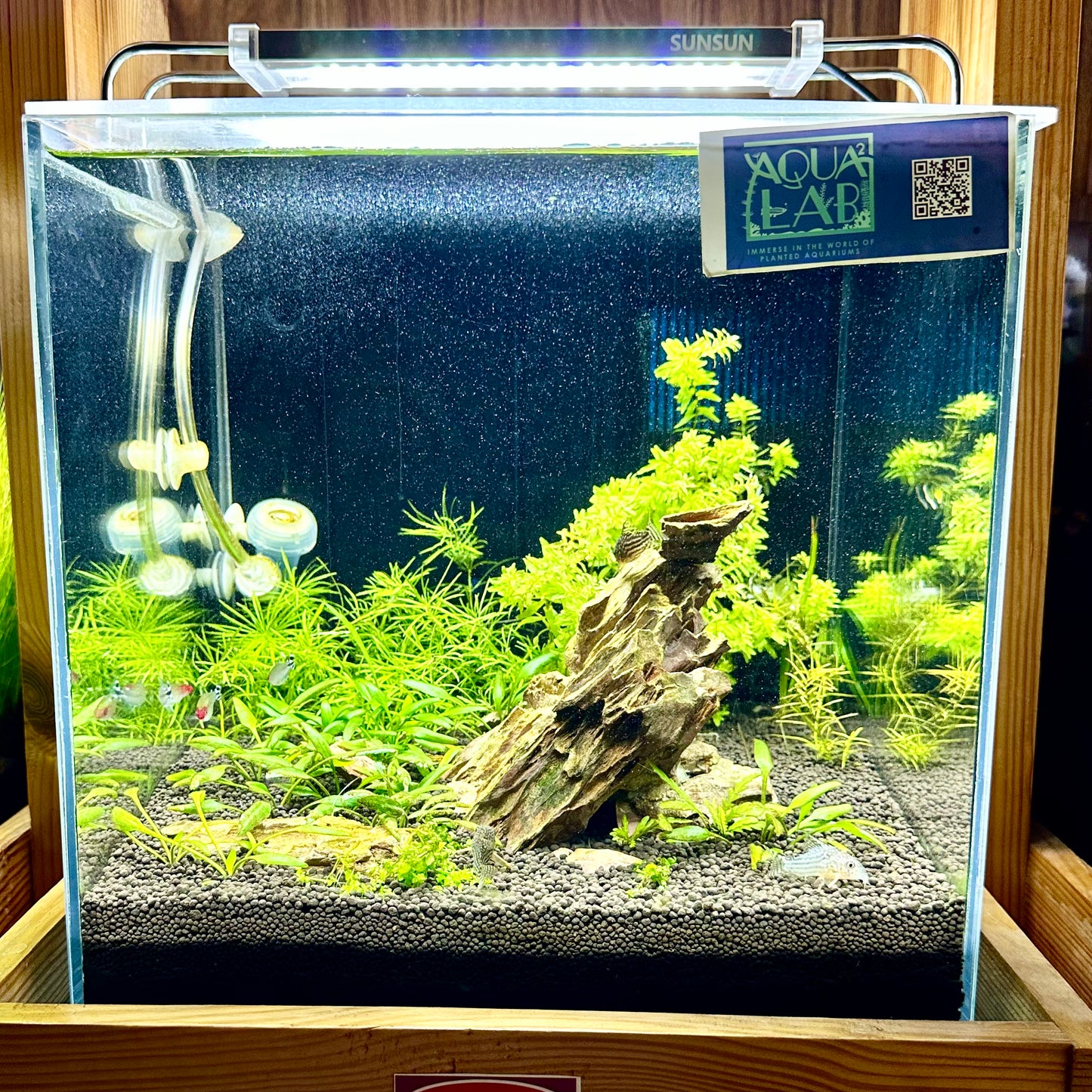 Aquascaping DIY Starter Kit