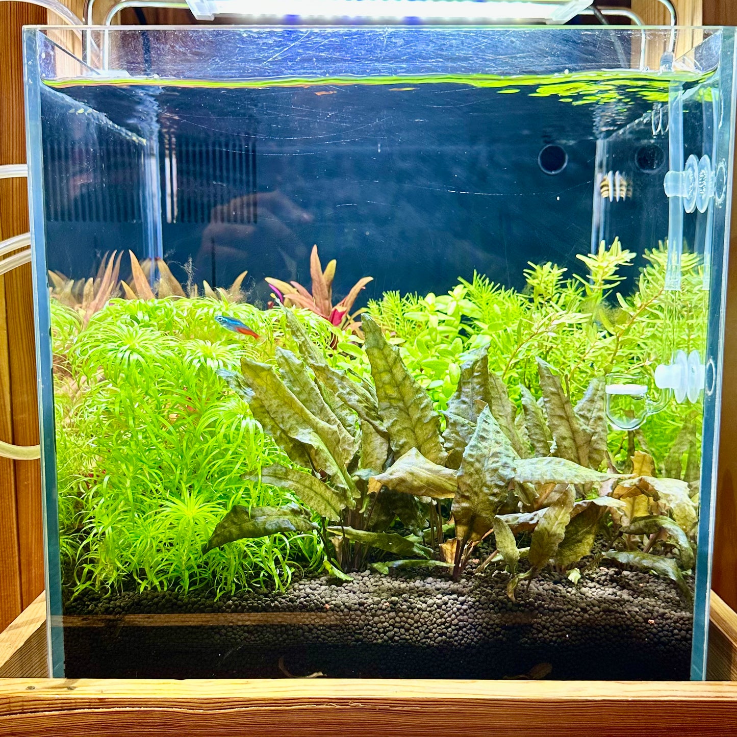 Aquascaping DIY Starter Kit