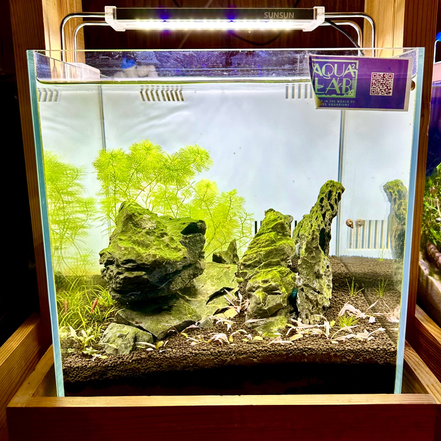 Aquascaping DIY Starter Kit