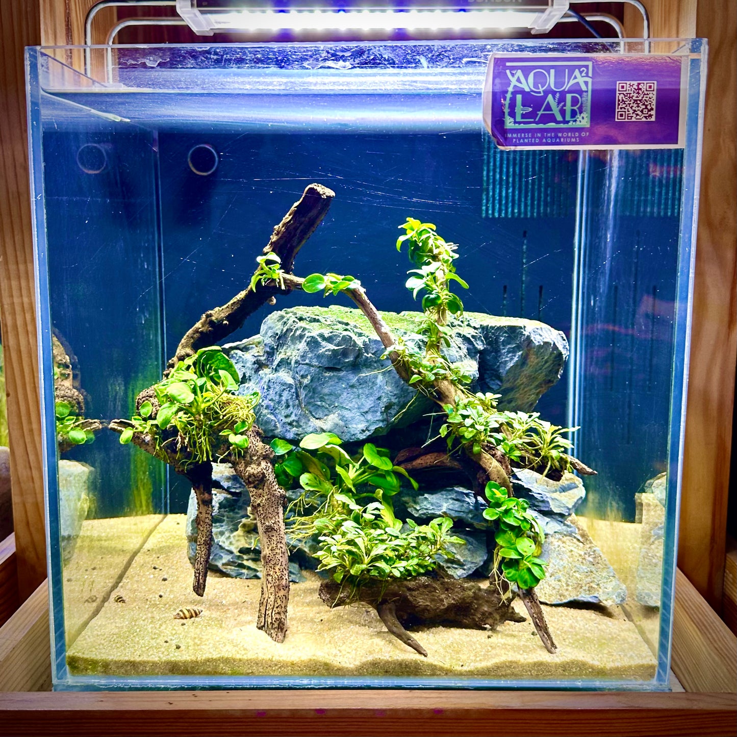 Aquascaping DIY Starter Kit