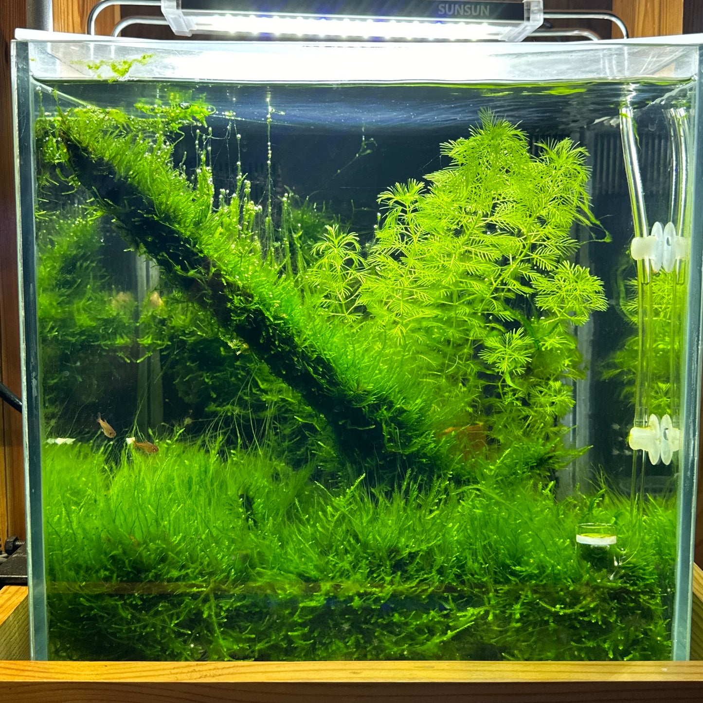 Aquascaping DIY Starter Kit