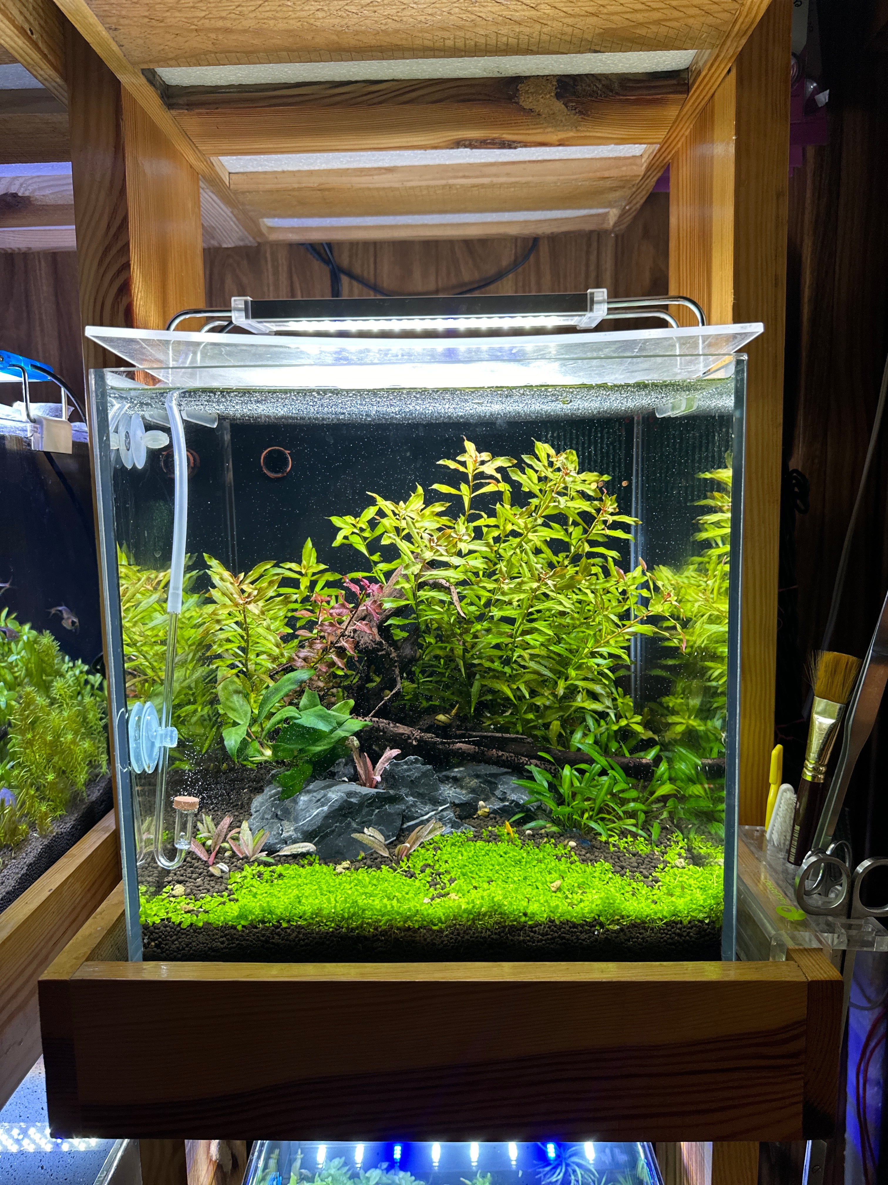 Aquascaping DIY Starter Kit Aqua Lab