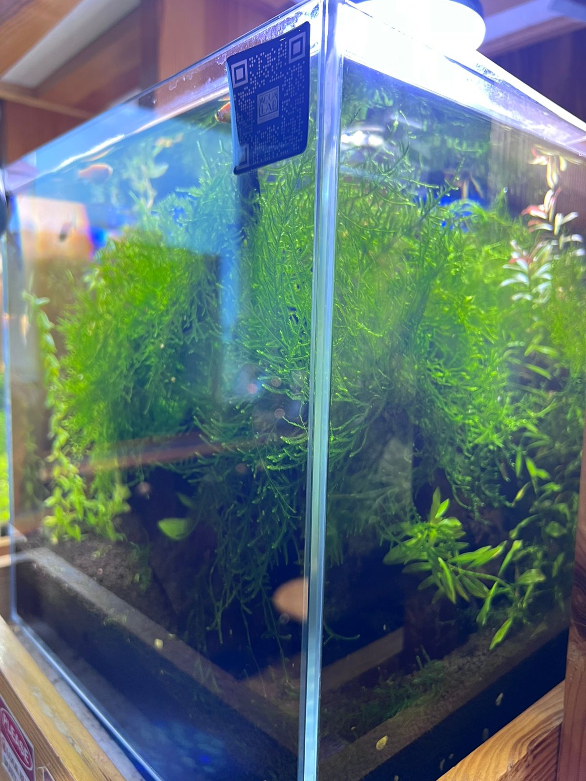 Elegant Planted Aquarium with Java Moss, Anubias, and Advanced Sump Filter - Aqua² Lab Cube