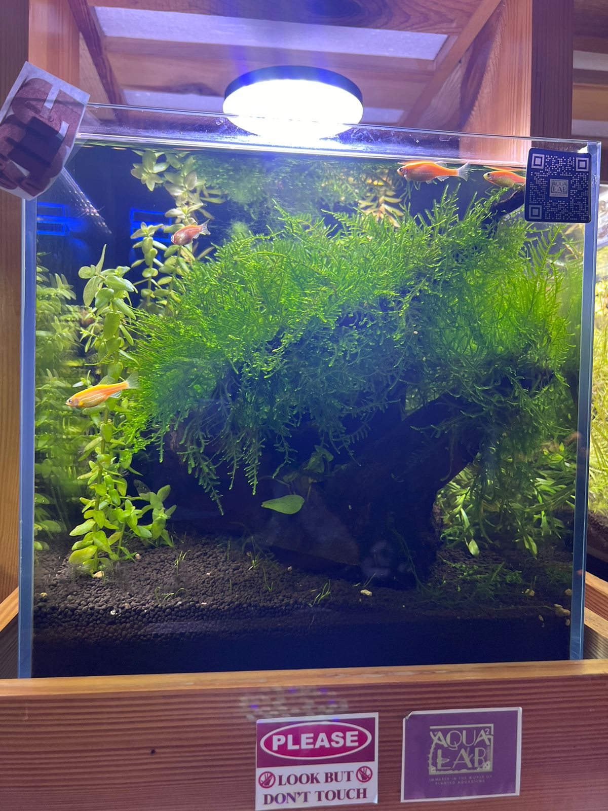 Elegant Planted Aquarium with Java Moss, Anubias, and Advanced Sump Filter - Aqua² Lab Cube