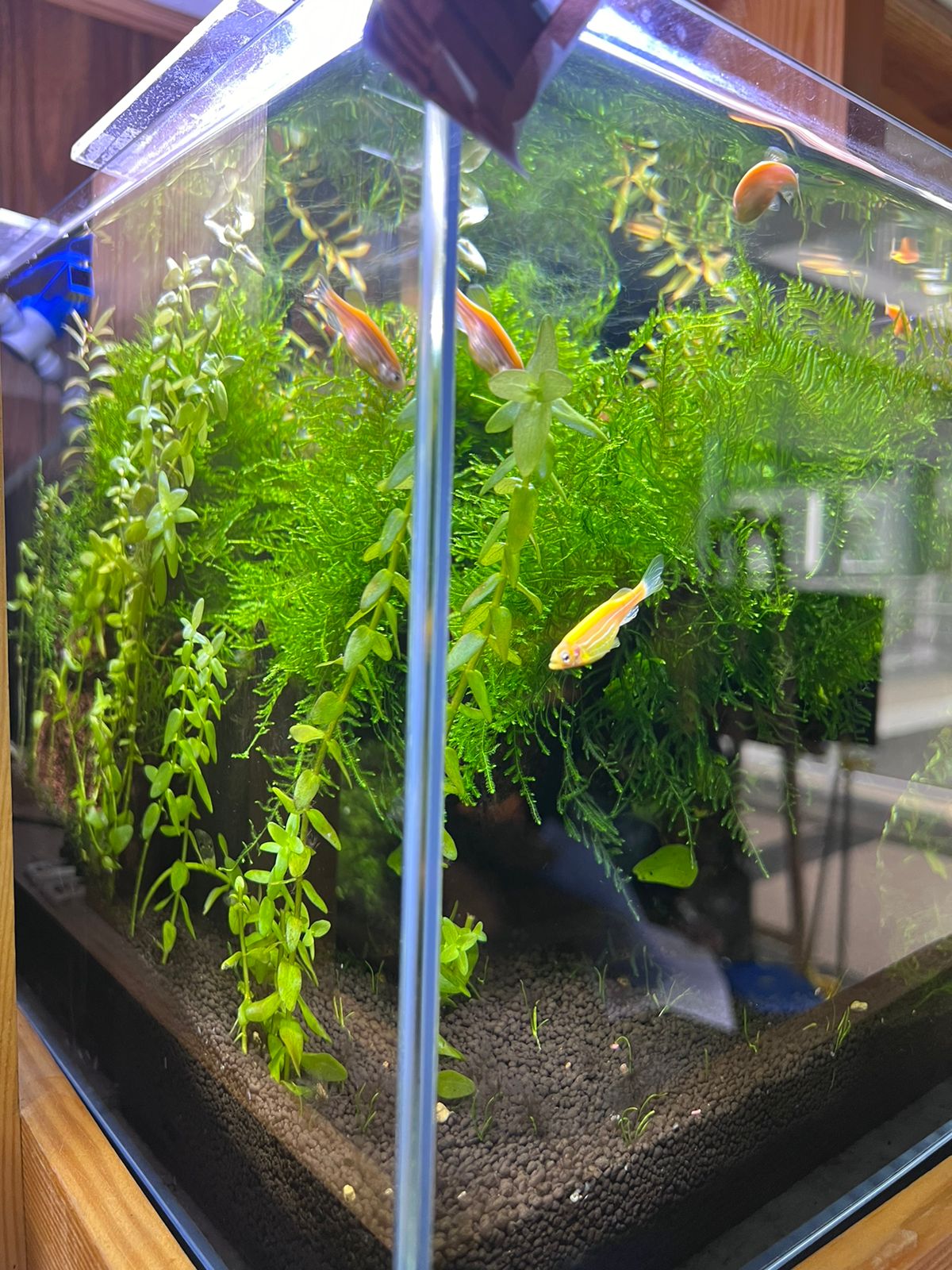 Elegant Planted Aquarium with Java Moss, Anubias, and Advanced Sump Filter - Aqua² Lab Cube