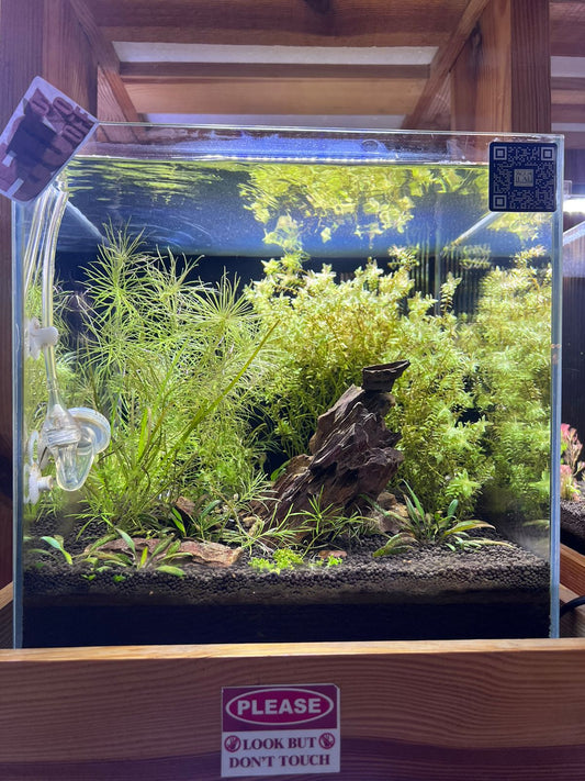 High-Tech Planted Aquarium with Dragon Stone Hardscape and CO2 System - Aqua² Lab Cube