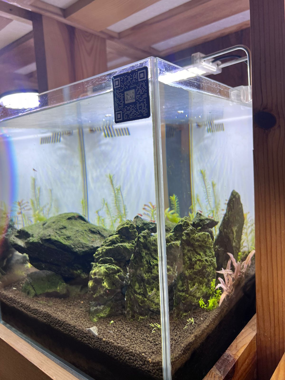 Avatar-Inspired Planted Aquarium with Seiryu Rock and Pink Panther Plants - Aqua² Lab LL3