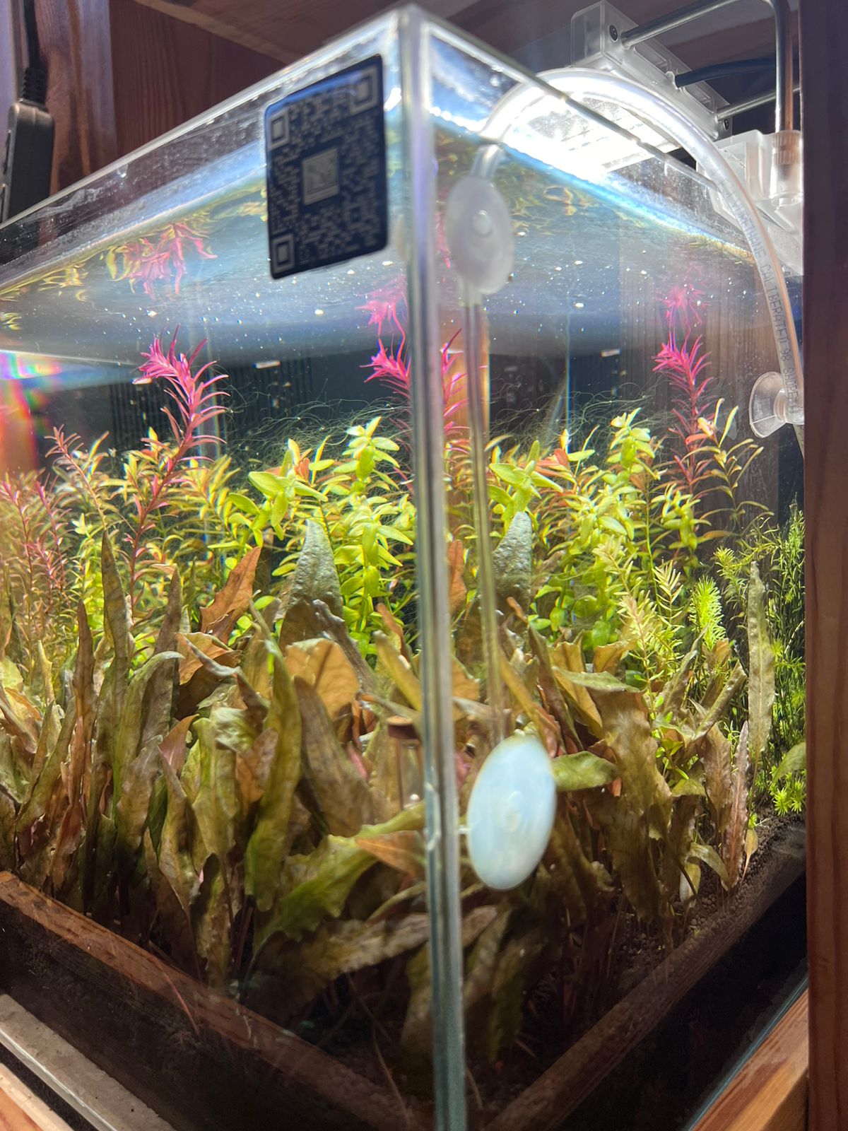 Discover Tranquility: Introducing the readymade Aquascape Experience