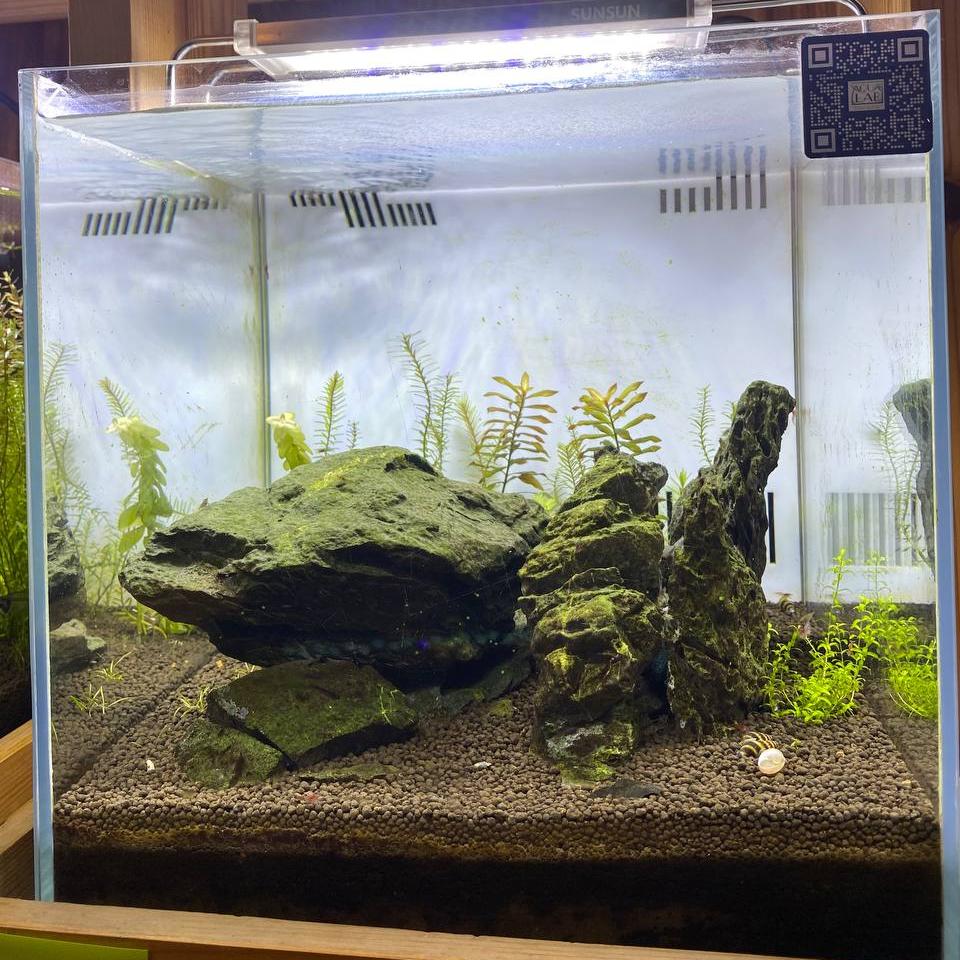 Avatar-Inspired Planted Aquarium with Seiryu Rock and Pink Panther Plants - Aqua² Lab LL3