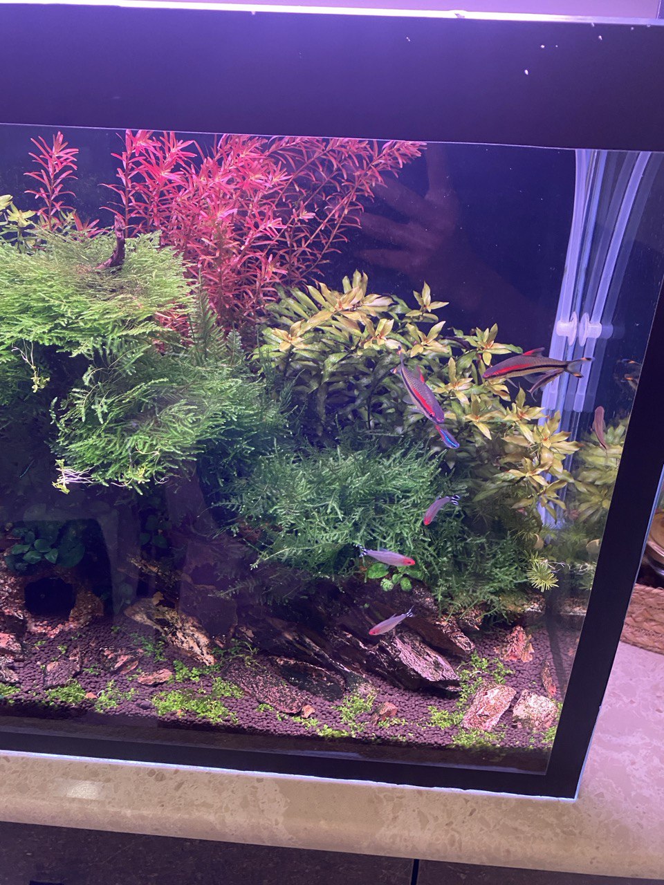 Elevate Your Aquascape: Explore the Pristine Depths with Aqua2 Lab's Sump Filter Planted Aquarium