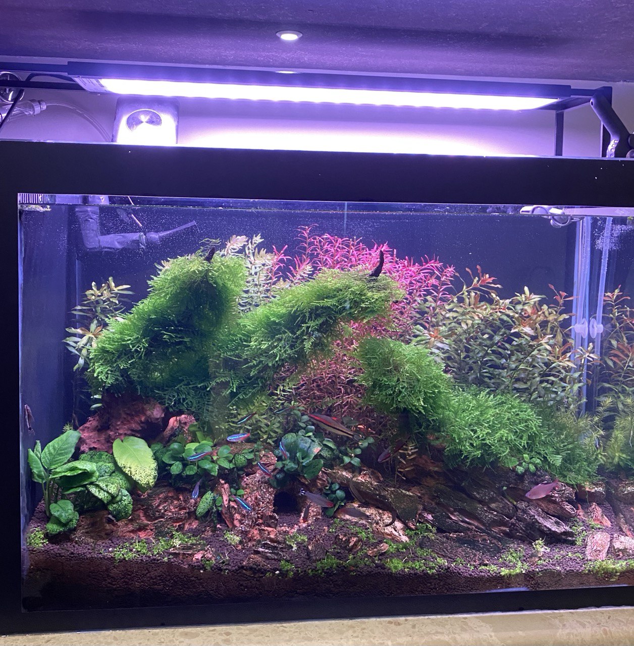 Elevate Your Aquascape: Explore the Pristine Depths with Aqua2 Lab's Sump Filter Planted Aquarium