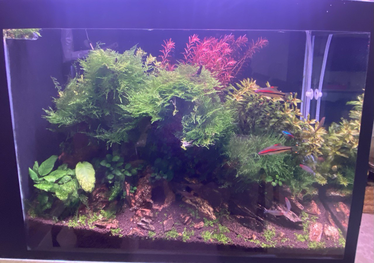 Elevate Your Aquascape: Explore the Pristine Depths with Aqua2 Lab's Sump Filter Planted Aquarium