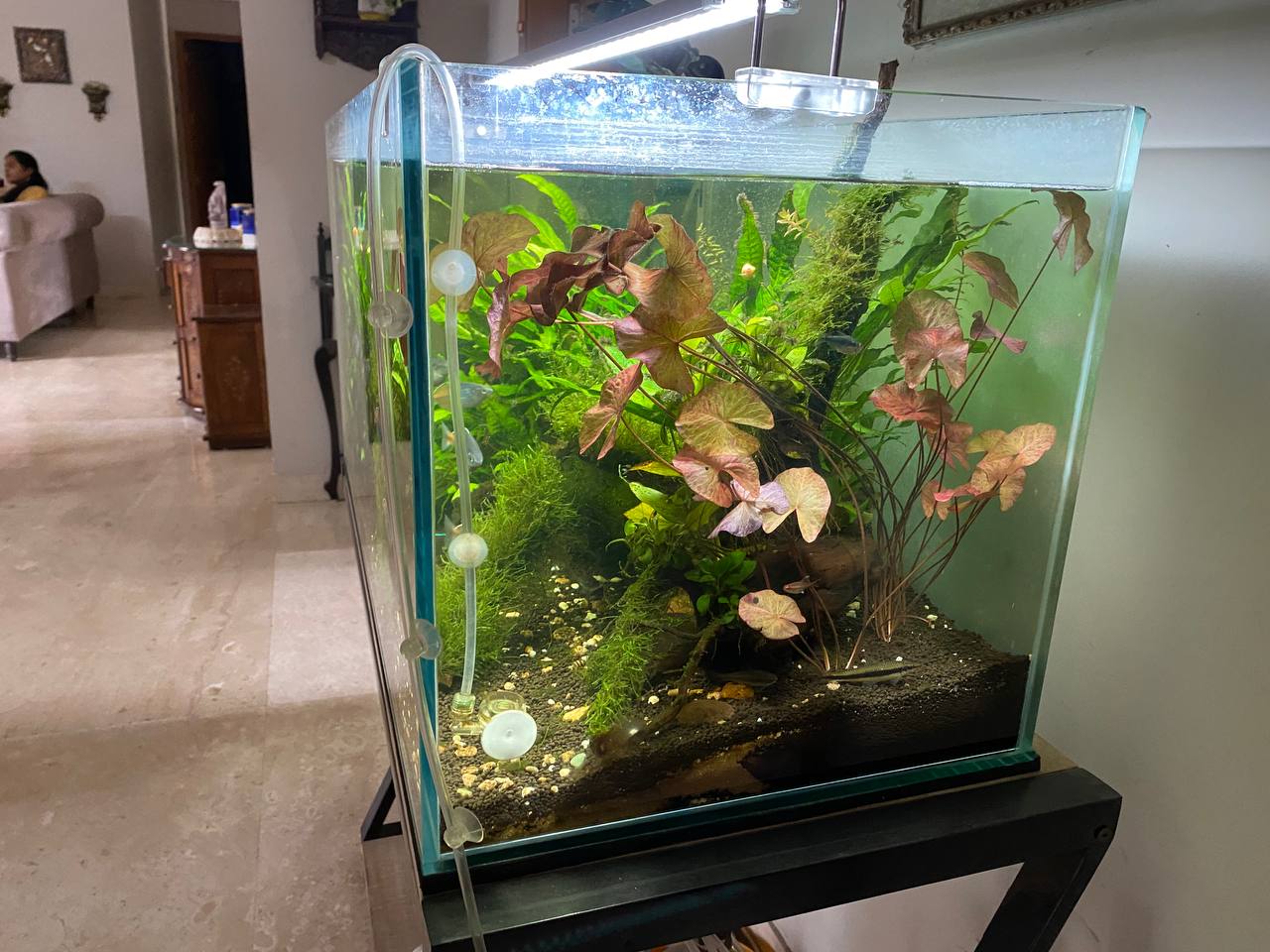 Discover Aquatic Splendor: The Redimet Planted Aquarium by Aqua2 Lab