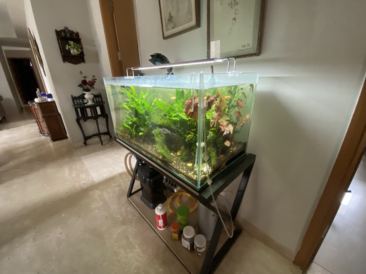 Discover Aquatic Splendor: The Redimet Planted Aquarium by Aqua2 Lab