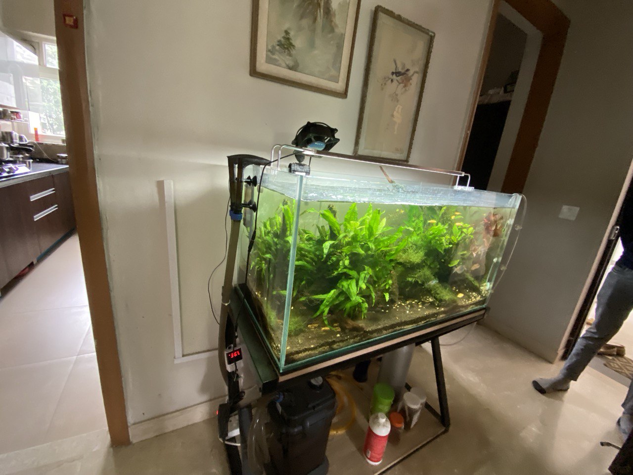 Discover Aquatic Splendor: The Redimet Planted Aquarium by Aqua2 Lab