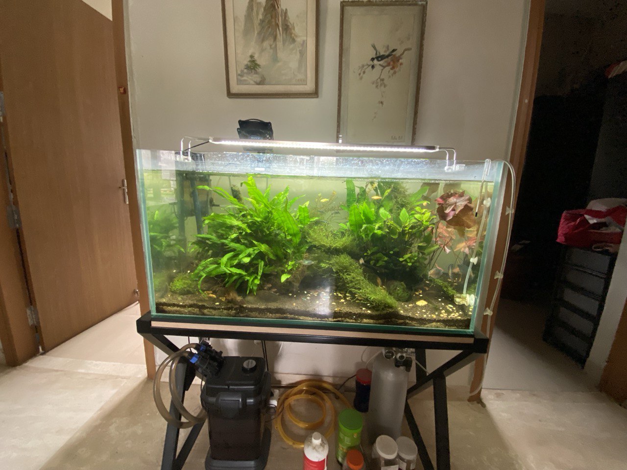 Discover Aquatic Splendor: The Redimet Planted Aquarium by Aqua2 Lab